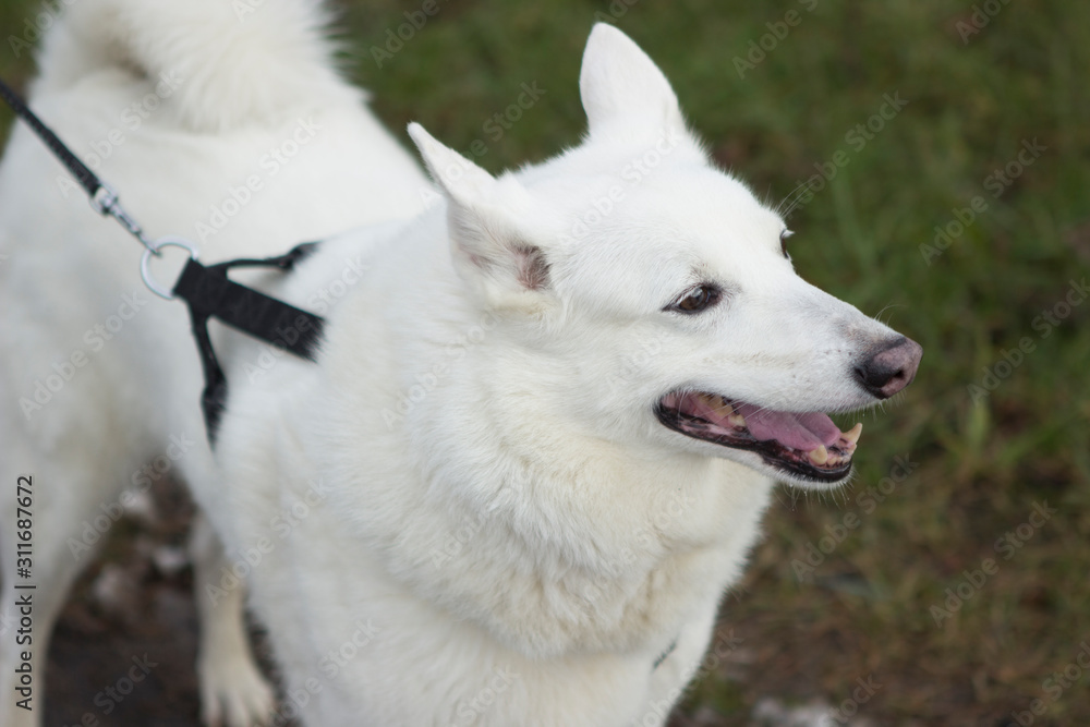 Non-Pull, Dog Harnesses. White beautiful dog West Siberian Laika walks on the grass. Non-Pull, Dog Harnesses. White beautiful dog West Siberian Laika walks on the grass.