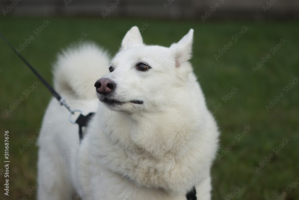 Non-Pull, Dog Harnesses. White beautiful dog West Siberian Laika walks on the grass. Non-Pull, Dog Harnesses. White beautiful dog West Siberian Laika walks on the grass.