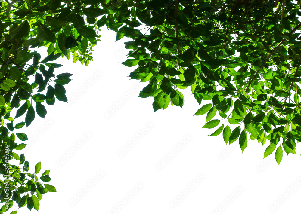 green leaves frame isolated on white background green leaves frame isolated on white background