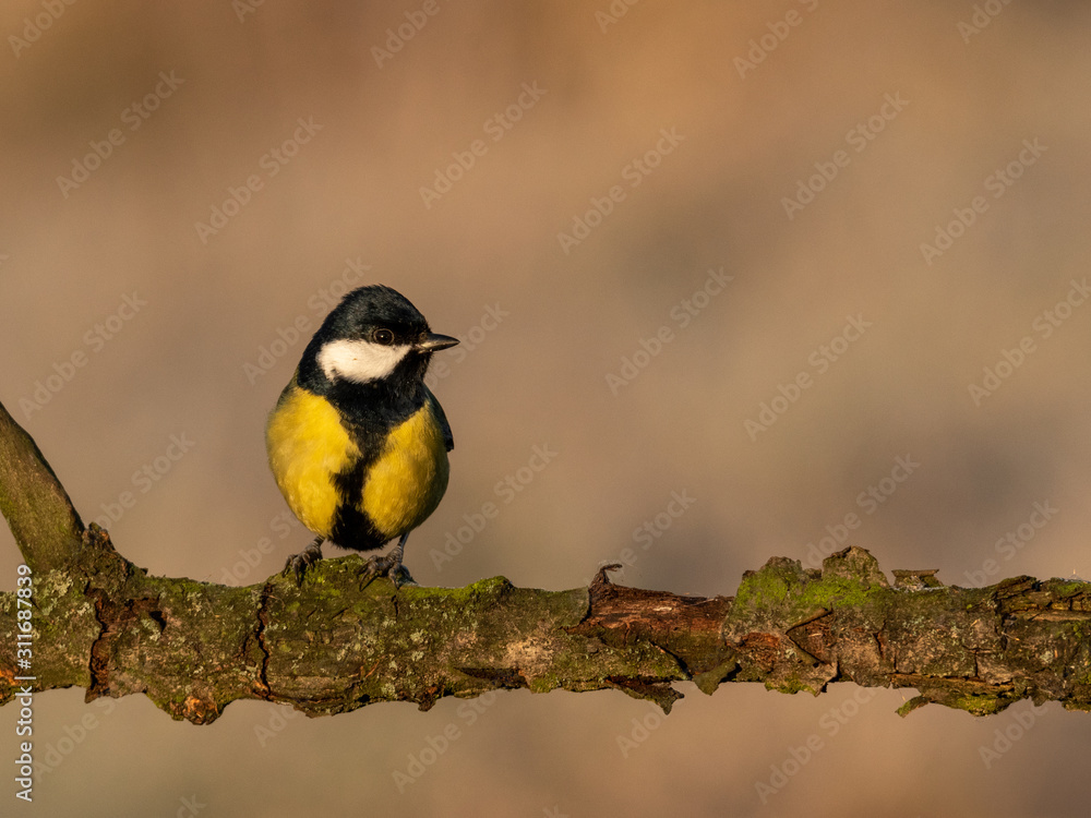 Naklejka premium Beautiful nature scene with Great tit (Parus major). Wildlife shot of Great tit (Parus major) on branch. Great tit (Parus major) in the nature habitat.
