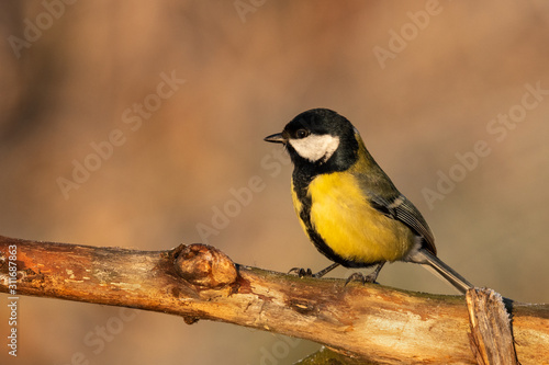 Beautiful nature scene with Great tit (Parus major). Wildlife shot of Great tit (Parus major) on branch. Great tit (Parus major) in the nature habitat. © kapros76