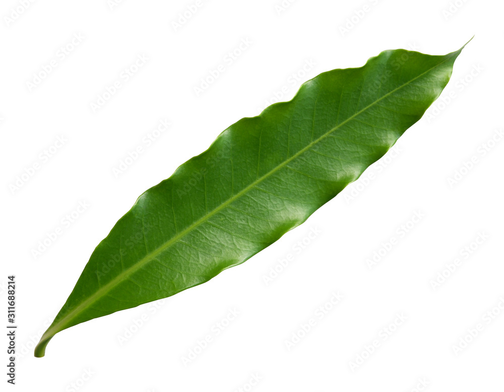 Green leaves of Canarium Pimela or Chinese Black Olive isolated on white background with clipping path for design elements. Green leaves of Canarium Pimela or Chinese Black Olive isolated on white background with clipping path for design elements.