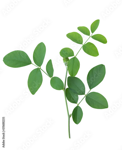 Fresh green leaves branch isolated on white background with clipping path.(Butterfly pea leaf)