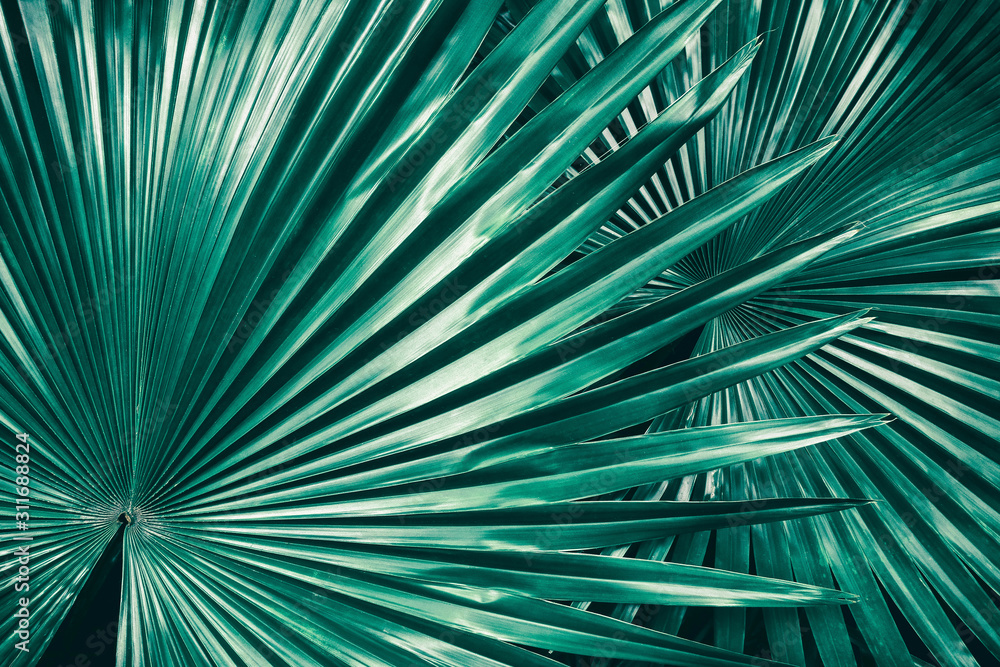 Fototapeta premium tropical foliage, big palm leaf in rainforest , nature background 