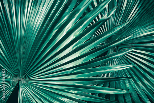 tropical foliage, big palm leaf in rainforest , nature background 