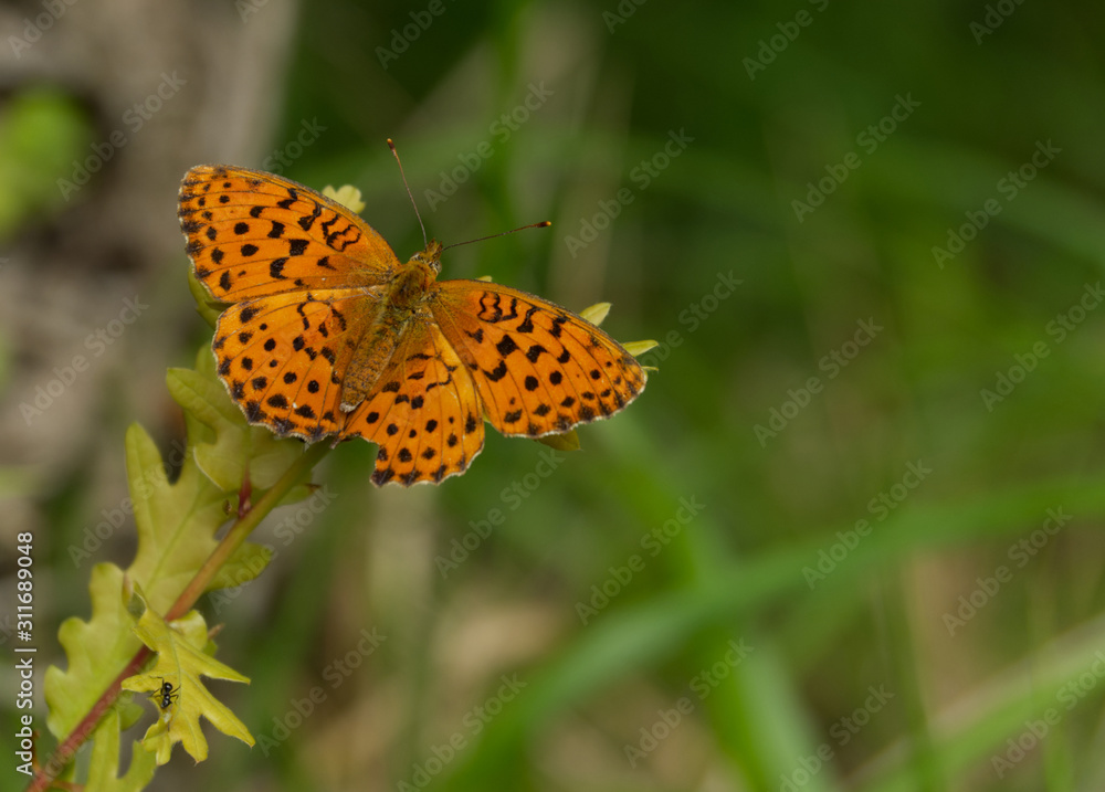 Papillon orange à points noirs Photos | Adobe Stock