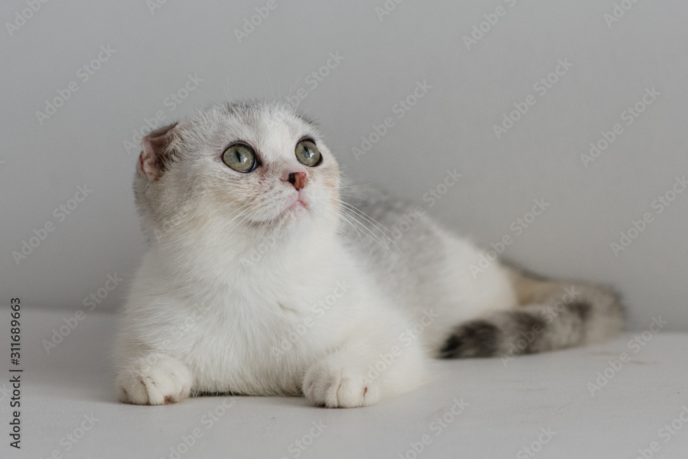 kitten on white background 