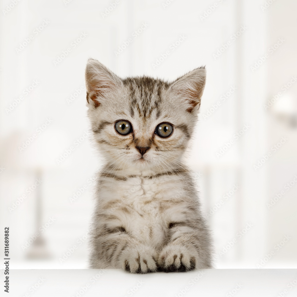 Portrait of a cute little fluffy kitten