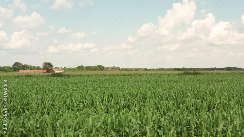 Forwarding drone above agricultural Corn Field in 4k Forwarding drone above agricultural Corn Field in 4k