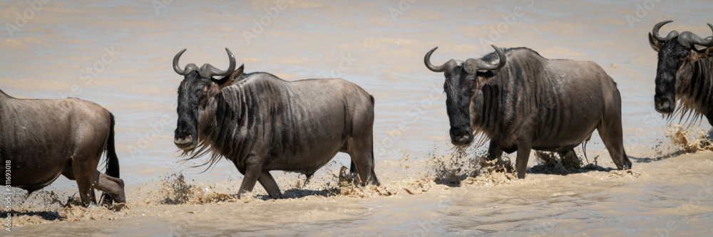 Line of four blue wildebeest crossing lake Line of four blue wildebeest crossing lake