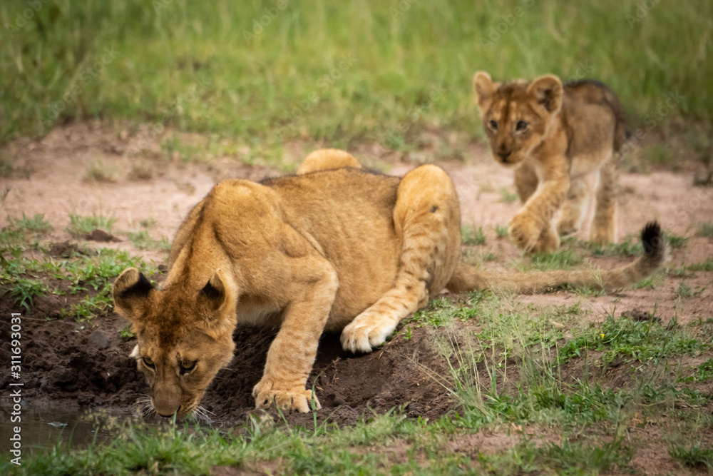 Lion cub approaches another drinking from pool Lion cub approaches another drinking from pool