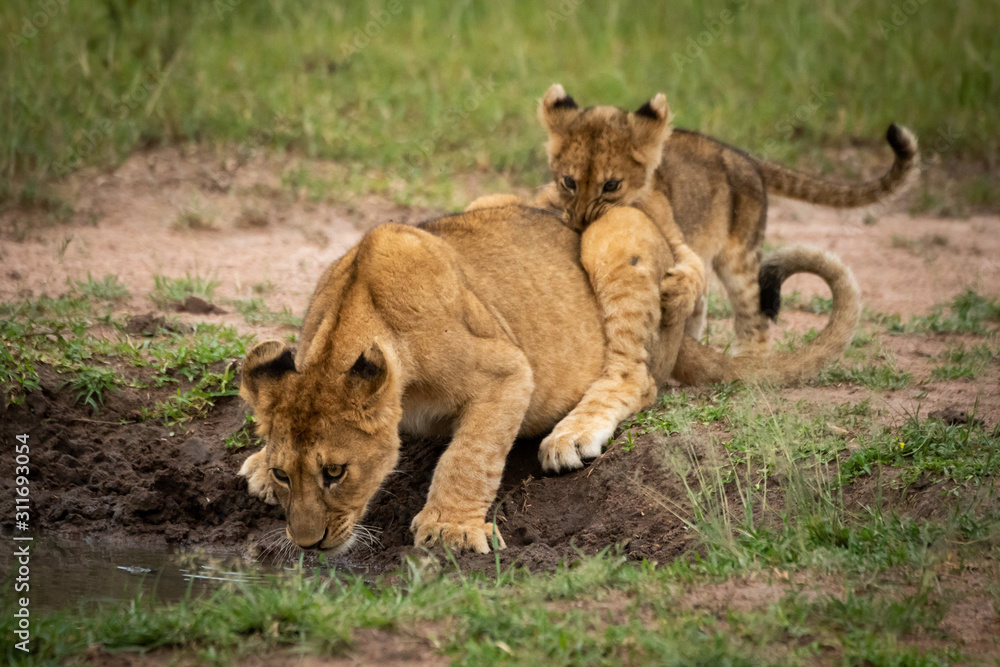 Fototapeta premium Lion cub bites another drinking from pool
