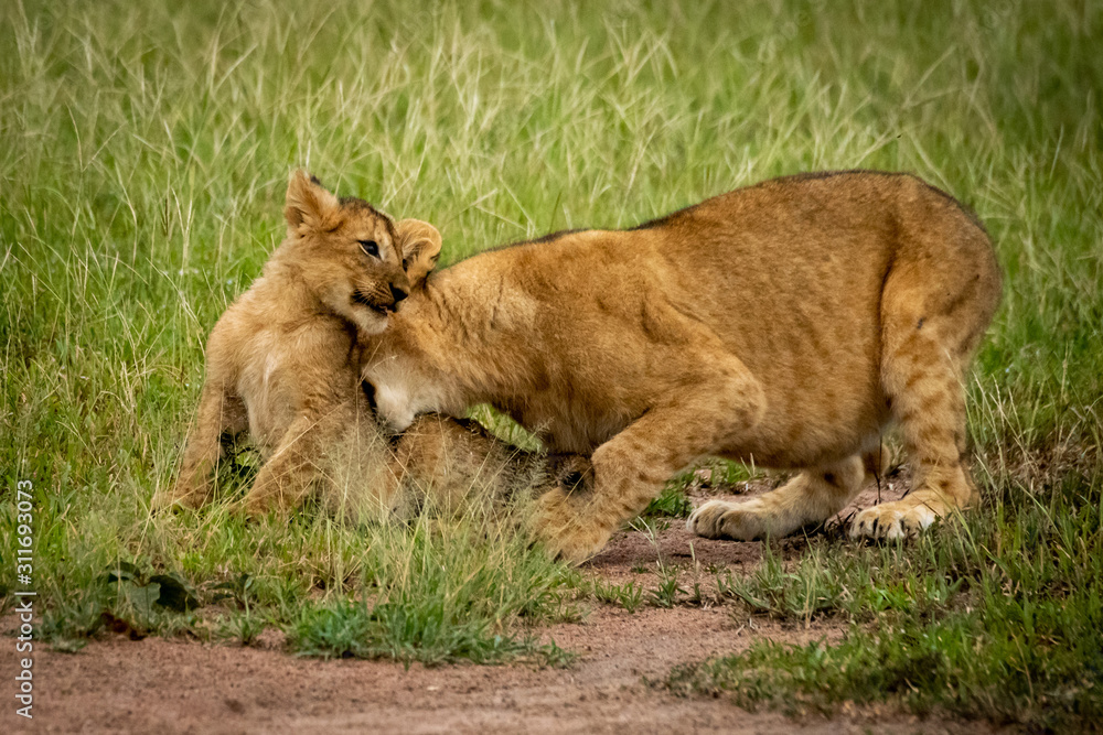 Fototapeta premium Lion cub bites another sitting in grass