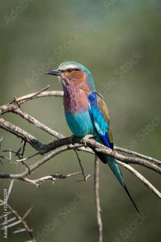 Lilac-breasted roller with catchlight on dead branch © Nick Dale