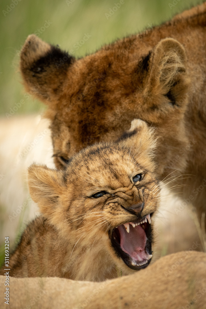 Obraz premium Lion cub growls at camera beside another