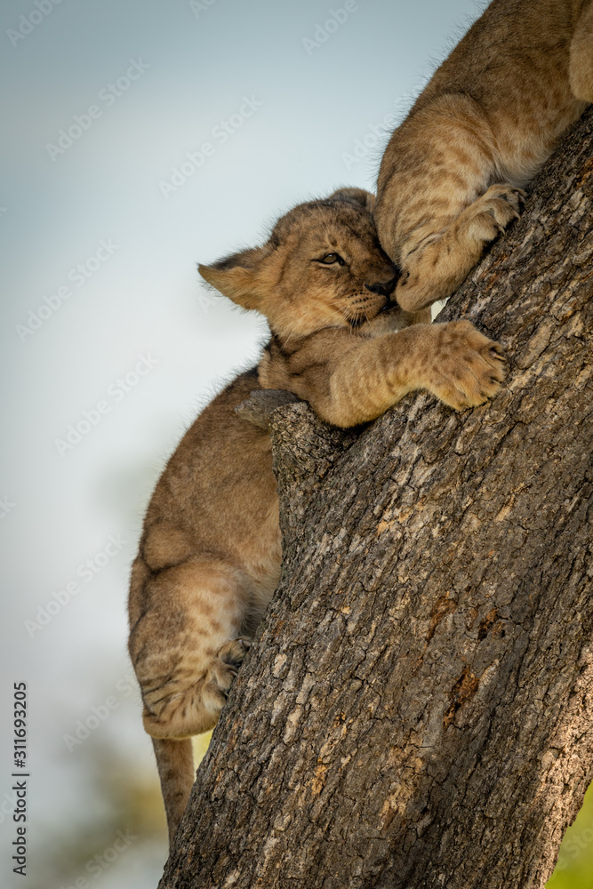 Lion cub getting squashed by another climbing tree Lion cub getting squashed by another climbing tree