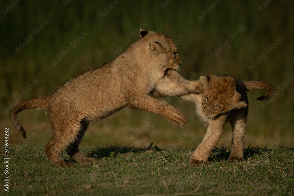 Fototapeta premium Lion cub jumps at another on grass