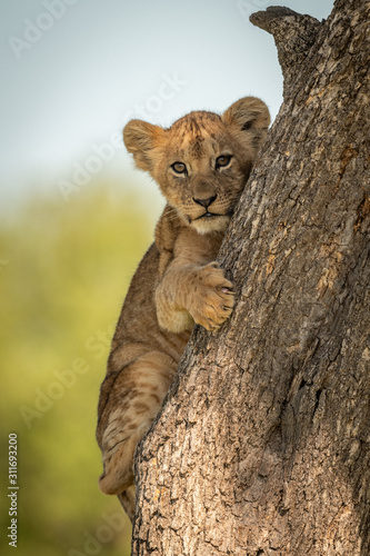 Canvastavla Lion cub faces camera clutching tree trunk