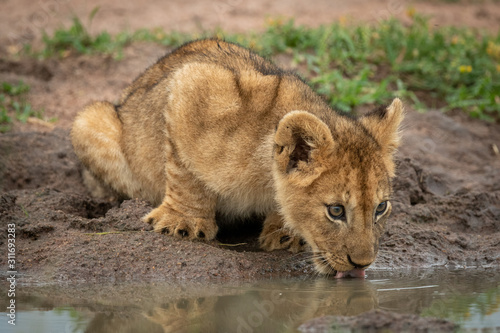 Wallpaper Mural Lion cub lies drinking by muddy pond Torontodigital.ca