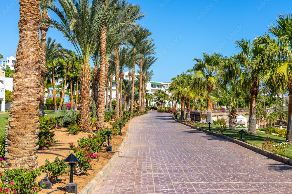 Tropical alley among the lush greenery and palm trees. luxury holiday resort. landscape design of a tropical resort. Paving stone path and lanterns along it on hotel territory.