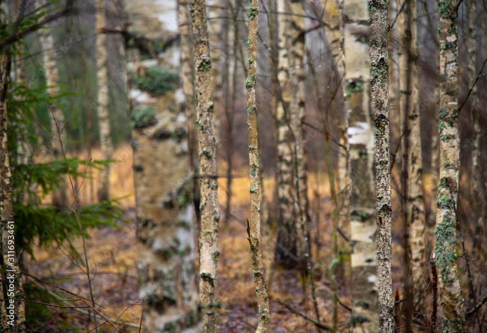 Birch trunks in the late autumn forest. Birch trunks in the late autumn forest.