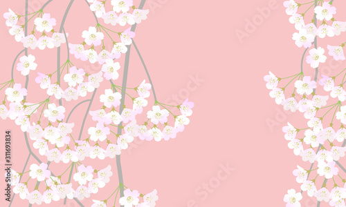 Wallpaper Mural やさしい春　ピンク色背景の枝垂れ桜の枝と花 Torontodigital.ca