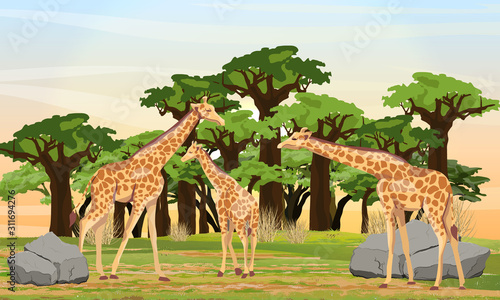 Herd of Giraffes is walking on the African savannah. Adult giraffes and their cubs. Baobab grove. Wildlife of Africa. Realistic vector landscape