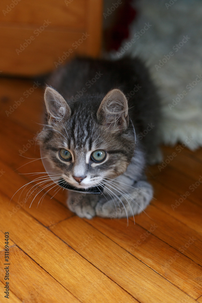 Little grey kitten in veterinary plastic cone on the head at recovery after surgery. Animal healthcare.