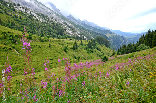Beautiful mountain landscape with purple wild flowers at the forefront in French Alps. Hike on passes Annes and Oulettaz
