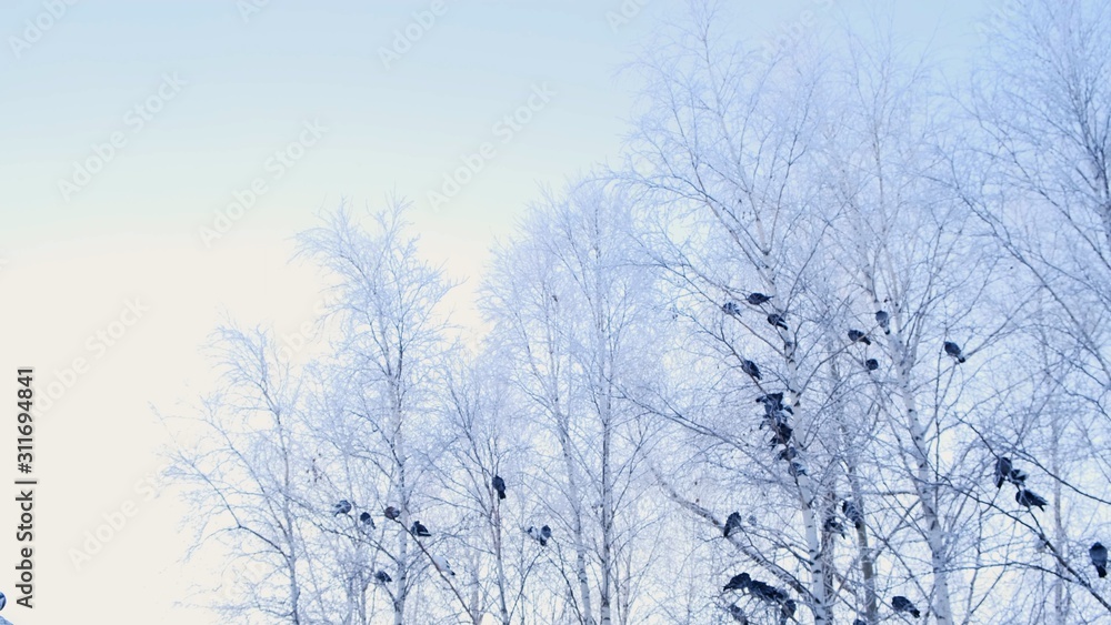 gray pigeons stood on a branch with white snow. A flock of birds close-up. animals in the winter season. Frosty trees in frosty winter.