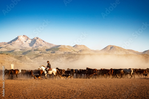 wild horses in front of the mountains and in the dust