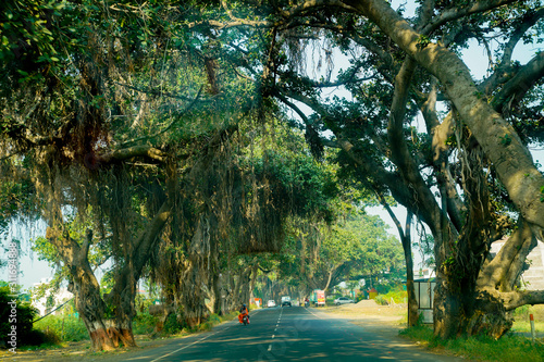 banyan tree on road both side in India photo