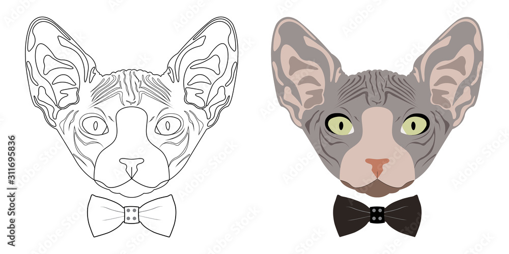 Obraz premium Brown sphynx cat wear bow tie isolated on white background.Hipster style.Pet portrait.Mammal animal.Vector.Illustration. 