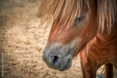 portrait of a horse at the zoo