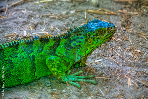 portrait of a green-colored iguana