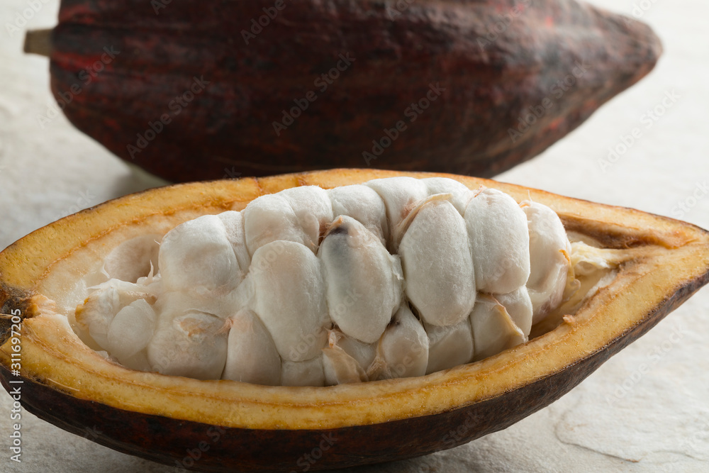 Fototapeta premium Fresh halved cocoa fruit