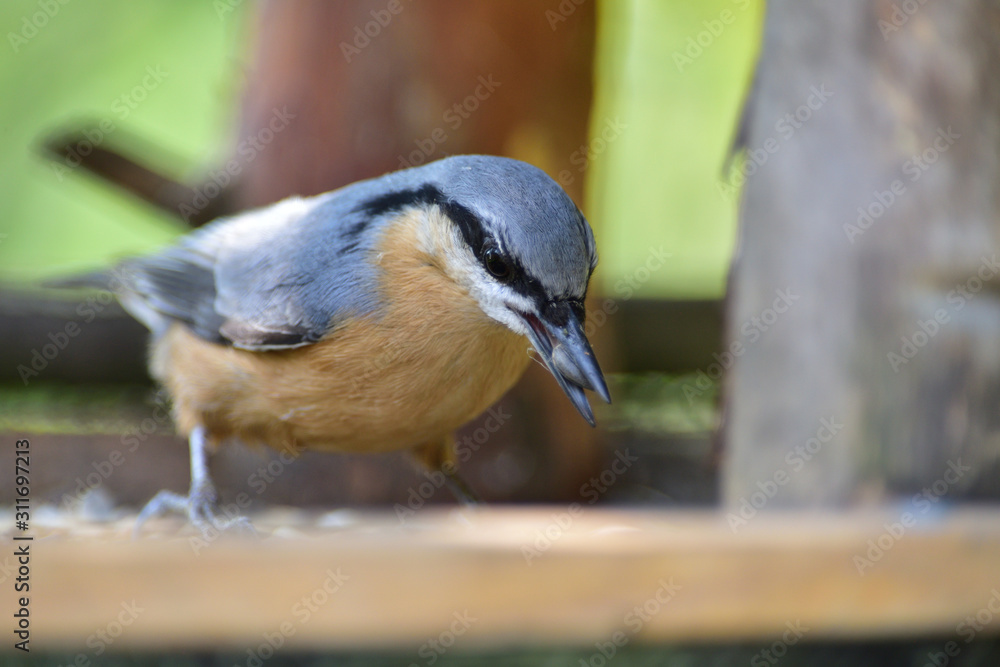 Obraz premium Portrait of a eurasian nuthatch on a feeder full of seeds and sunflowers