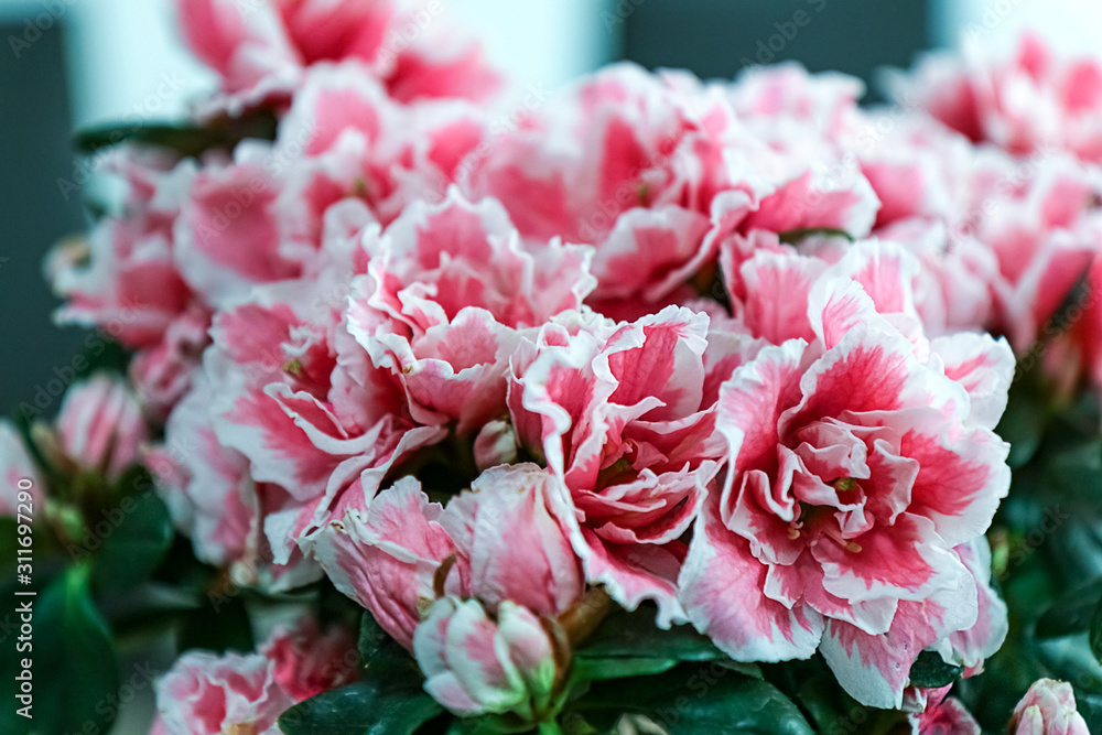 bright and motley pink azalea flowers bloomed bright and motley pink azalea flowers bloomed