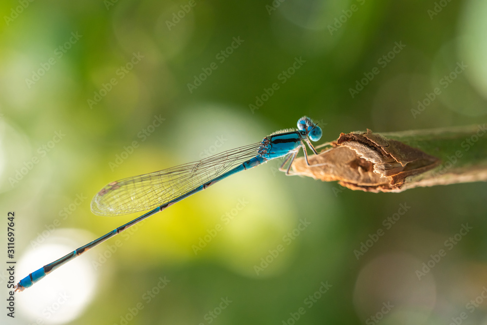 Close up blue dragonfly on branch of tree. Close up blue dragonfly on branch of tree.