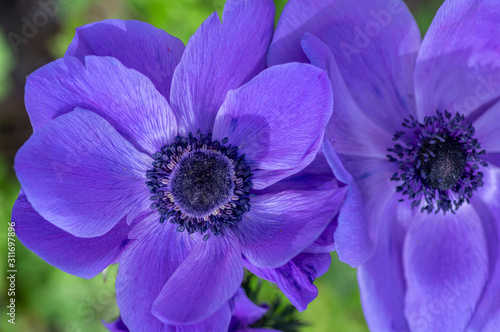 Slika na platnu Beautiful violet blue black ornamental anemone coronaria de caen in bloom, brigh