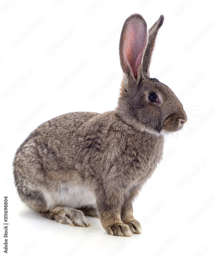 Fototapeta premium One grey rabbit.