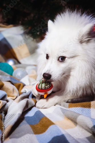 A white Japanese Pomeranian lies under a Christmas tree with a snowman toy