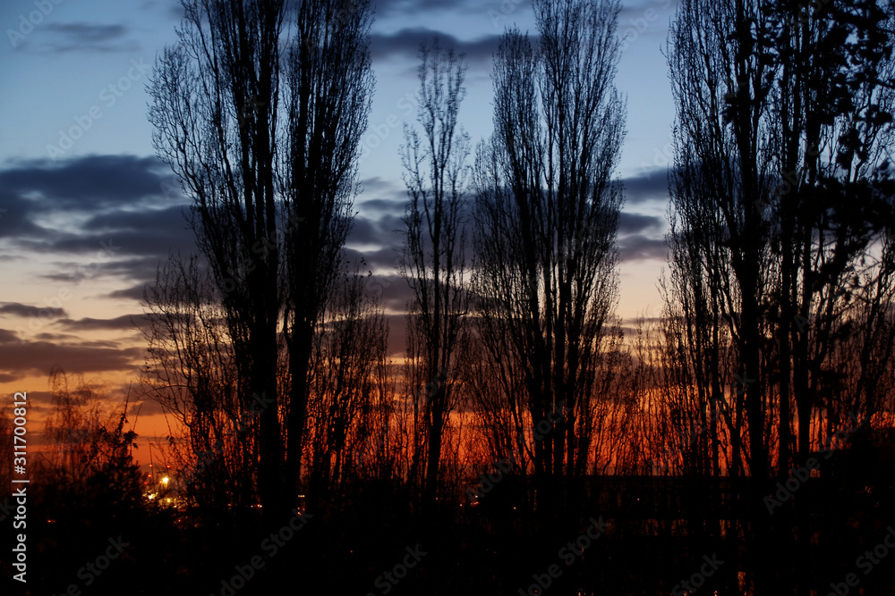 bare, black tree trunks at sunset, lights of lanterns behind them, a concept of magnificent natural landscape in the evening