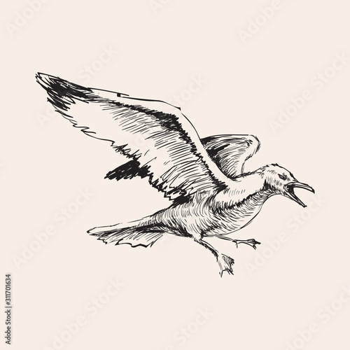 Angry Flying Seagulls Hand Drawing Sketch Vector Illustration.