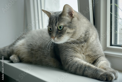 tabby cat on the windowsill