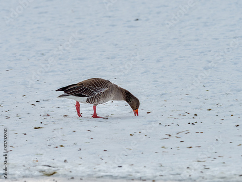 Bean goose pecking in the snow, on Lake Tjornin, Reykjavik, Iceland photo