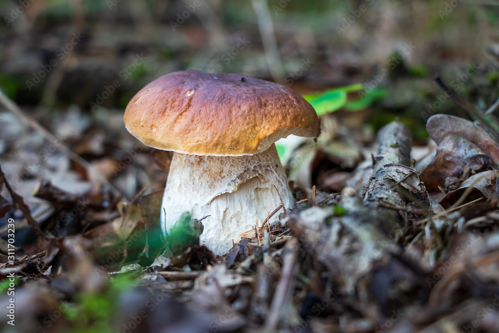 Porcini mushroom (Boletus edulis) growing in leaf litter Porcini mushroom (Boletus edulis) growing in leaf litter