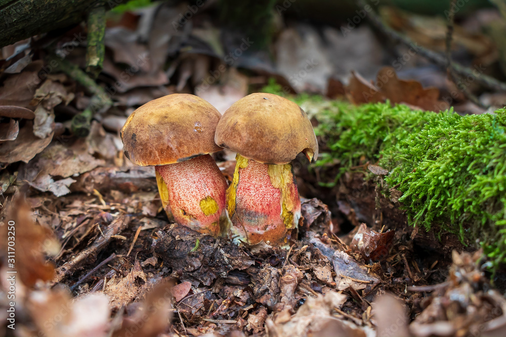 A pair of scarletina boletes (Neoboletus luridiformis) growing in leaf litter A pair of scarletina boletes (Neoboletus luridiformis) growing in leaf litter