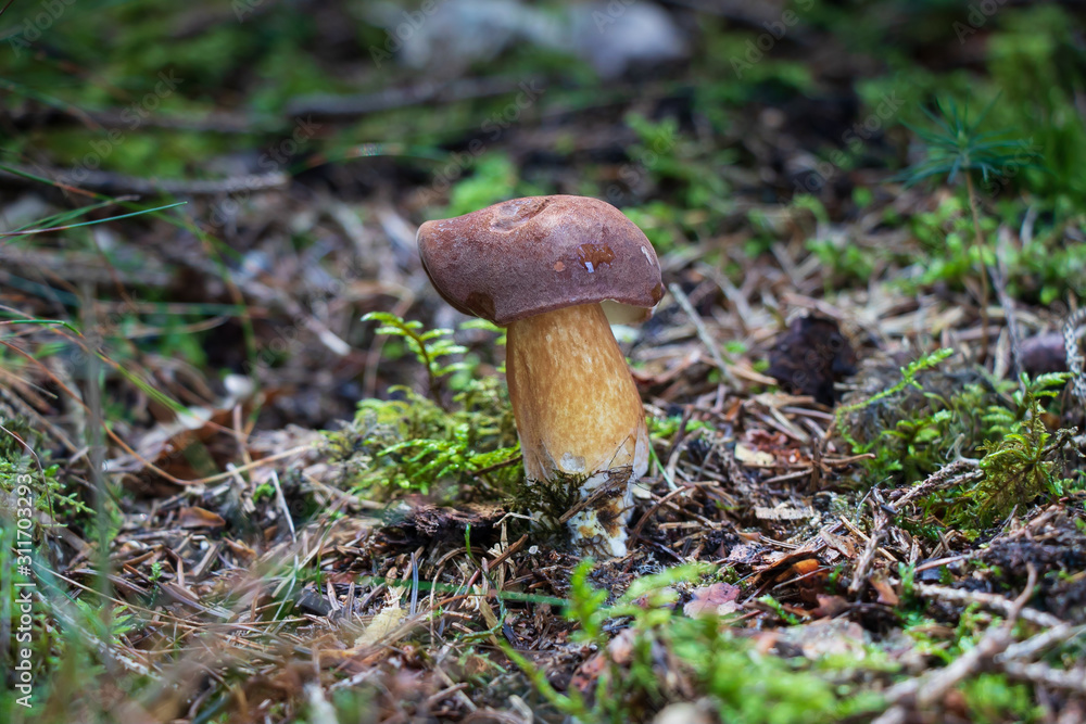 Bay bolete (Imleria badia) growing in the forest Bay bolete (Imleria badia) growing in the forest