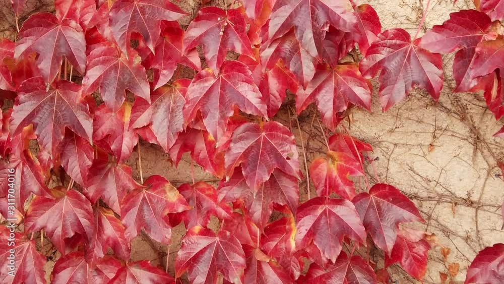 Red and purple ivy leaves on a garden wall during fall colors in Istanbul Red and purple ivy leaves on a garden wall during fall colors in Istanbul